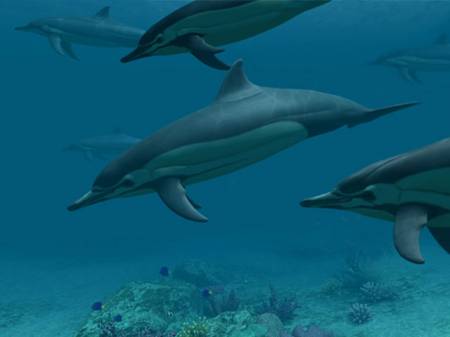  Dolphins 3D Screensaver